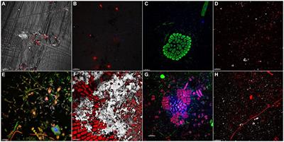 Microbial colonization patterns and biodegradation of petrochemical and biodegradable plastics in lake waters: insights from a field experiment